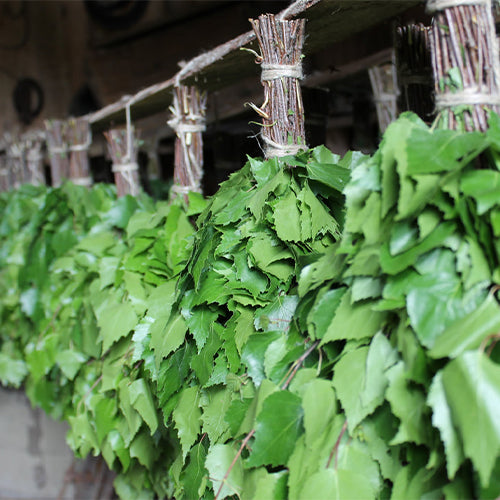 Bathology Essentials 500 Sauna, Birch Whisk, 20", 4oz